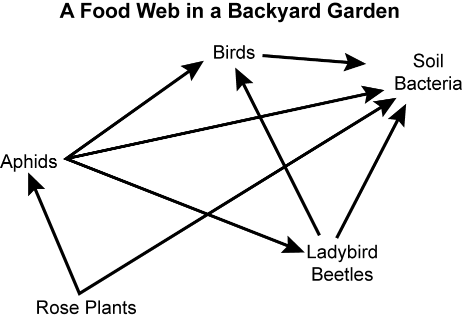 a diagram of a food web